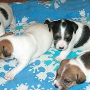 Jack russell terrier AAA   Just a Gigolo xz