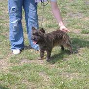 Cairn terrier Kennel Heros Knoch out