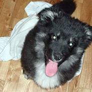 Blanding af racer Balder