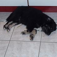 Blanding af racer Balder