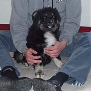 Blanding af racer Balder