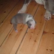 Amerikansk staffordshire terrier King... stjålet ::::::::(