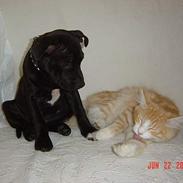 Staffordshire bull terrier Maggie