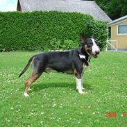 Bullterrier Magnus