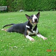 Bullterrier Magnus