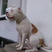 Amerikansk bulldog Qato