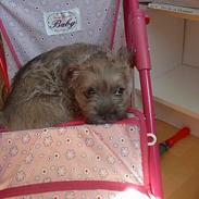 Cairn terrier Carla <3