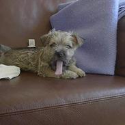 Cairn terrier Carla <3