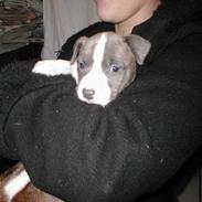 Amerikansk staffordshire terrier Odin