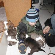 Amerikansk staffordshire terrier Odin