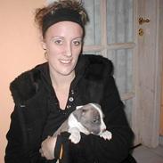 Amerikansk staffordshire terrier Odin