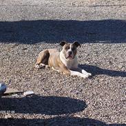 Amerikansk staffordshire terrier Odin