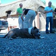 Amerikansk staffordshire terrier Odin