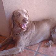 Langhåret Weimaraner Flocke von Mecklenburg