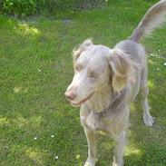 Langhåret Weimaraner Flocke von Mecklenburg