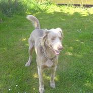 Langhåret Weimaraner Flocke von Mecklenburg