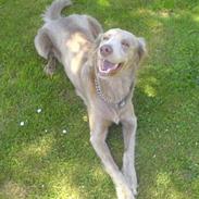 Langhåret Weimaraner Flocke von Mecklenburg