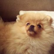 Pomeranian TYSON