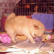 Pomeranian TYSON