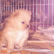 Pomeranian TYSON