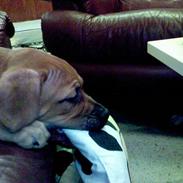 Blanding af racer MOSS