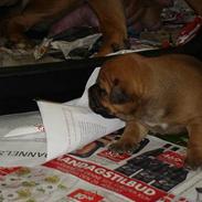 Blanding af racer MOSS