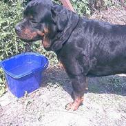 Rottweiler Kato