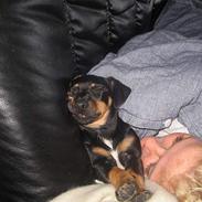 Blanding af racer Kenzie