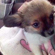 Blanding af racer Thor