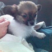 Blanding af racer Thor