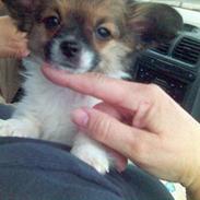 Blanding af racer Thor