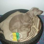 Weimaraner Sønderskovens Dalton