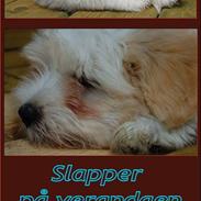 Coton de tulear Valde