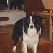 Border collie Jack