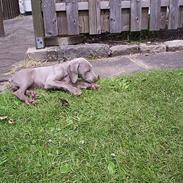 Weimaraner Sønderskoven´s Duchess