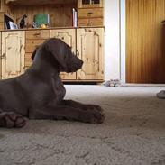 Weimaraner Sønderskoven´s Duchess