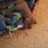 Weimaraner Sønderskoven´s Duchess