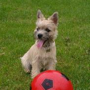 Cairn terrier Kahlua 