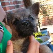 Cairn terrier Kahlua 