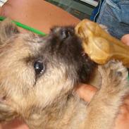 Cairn terrier Kahlua 