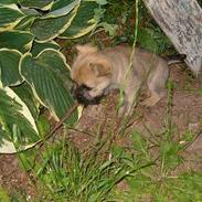 Cairn terrier Kahlua 