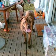 Boerboel Ferdinan