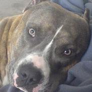 Amerikansk staffordshire terrier Jason