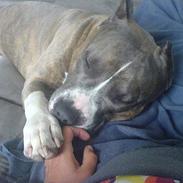 Amerikansk staffordshire terrier Jason