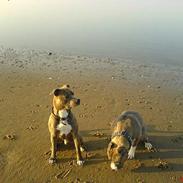 Amerikansk staffordshire terrier Jason