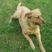 Blanding af racer Tiggie