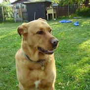 Blanding af racer Tiggie