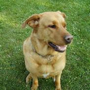 Blanding af racer Tiggie