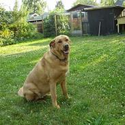 Blanding af racer Tiggie