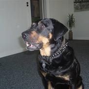 Rottweiler Maggi